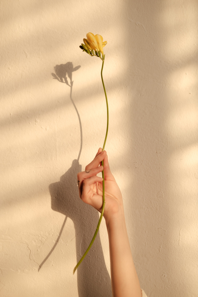 A hand holding a single flower stem against a sunlit wall