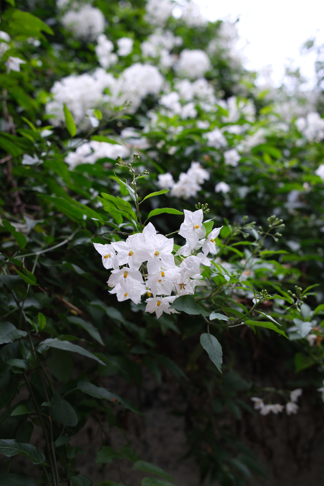 White blossoms among deep green foliage
