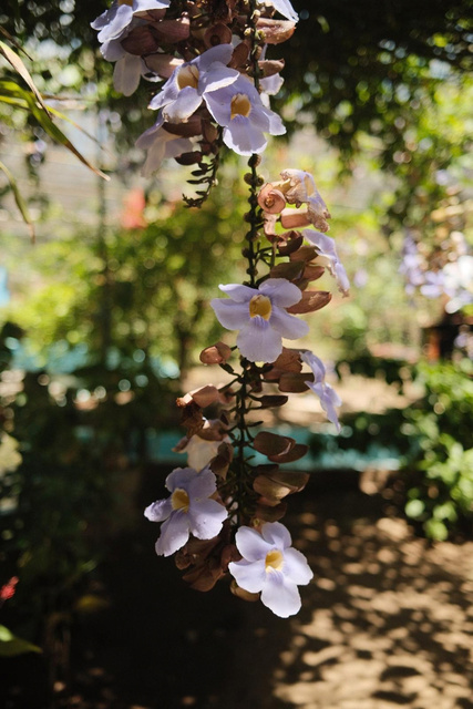 A pale blossom branch in dappled sunlight