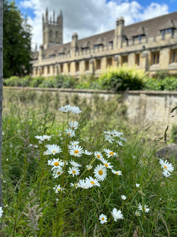 Oxeye daisies growing beside a stone wall
