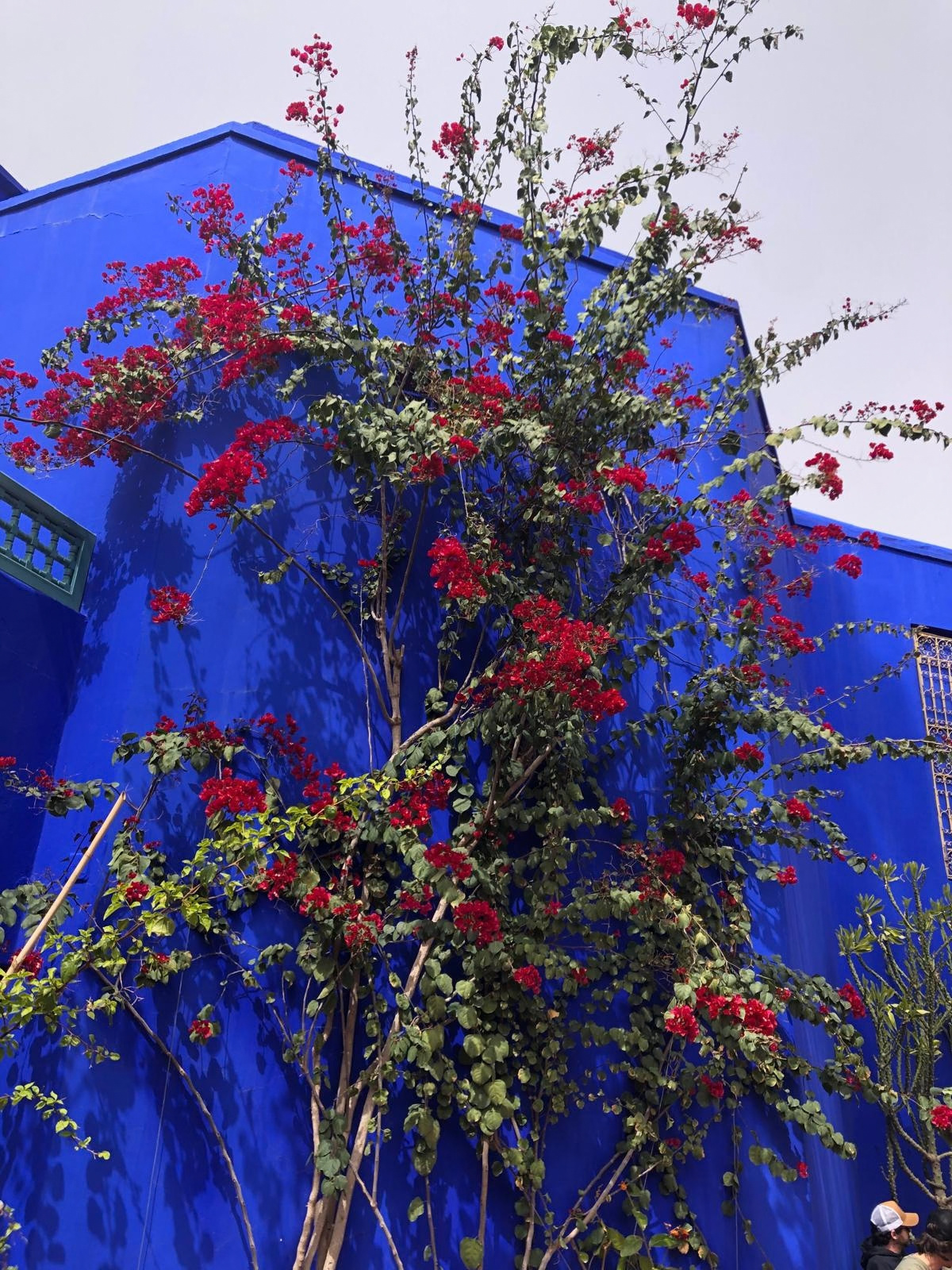 Bougainvillea against a cobalt blue wall