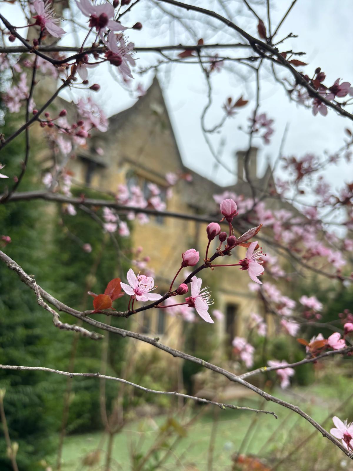A flowering branch against a garden wall