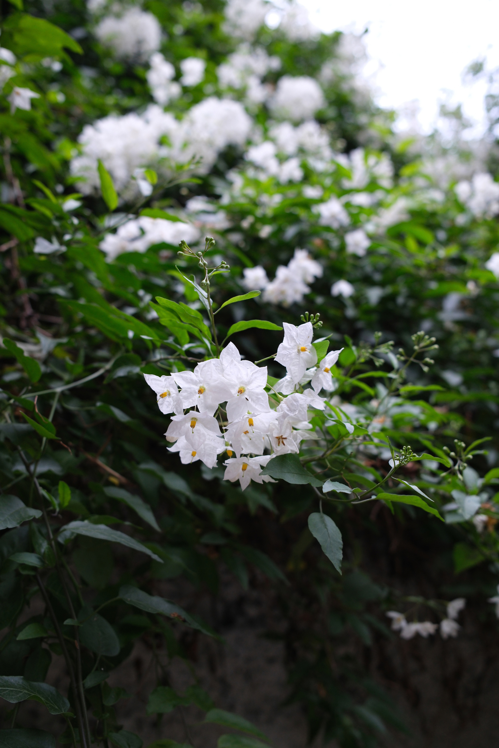 Jasmine vines in full bloom